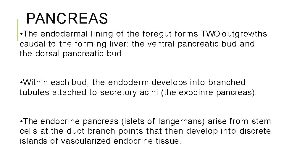 PANCREAS • The endodermal lining of the foregut forms TWO outgrowths caudal to the