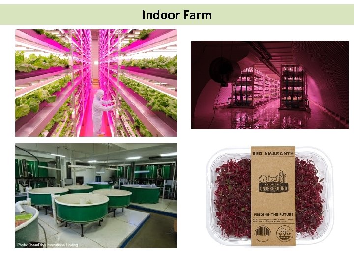 Indoor Farm 