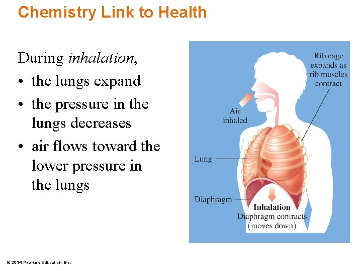 Chemistry Link to Health During inhalation, • the lungs expand • the pressure in