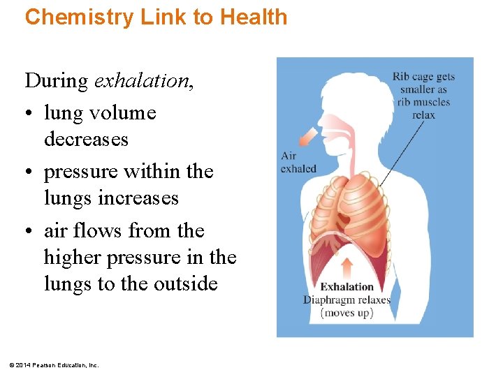 Chemistry Link to Health During exhalation, • lung volume decreases • pressure within the