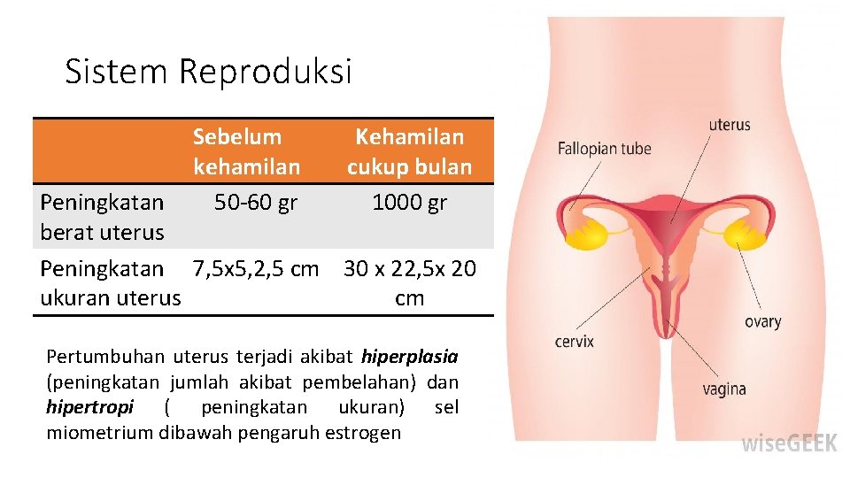 Sistem Reproduksi Sebelum kehamilan 50 -60 gr Kehamilan cukup bulan 1000 gr Peningkatan berat