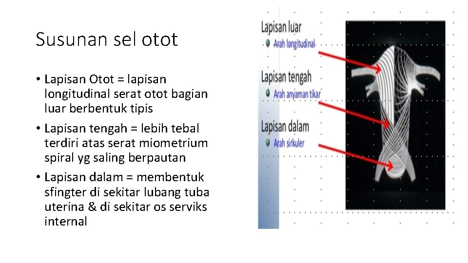 Susunan sel otot • Lapisan Otot = lapisan longitudinal serat otot bagian luar berbentuk