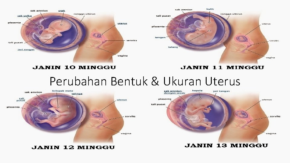 Perubahan Bentuk & Ukuran Uterus 