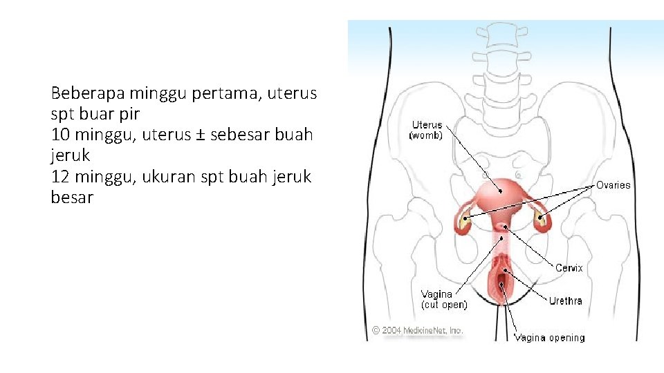 Beberapa minggu pertama, uterus spt buar pir 10 minggu, uterus ± sebesar buah jeruk