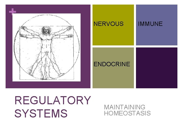 + NERVOUS IMMUNE ENDOCRINE REGULATORY SYSTEMS MAINTAINING HOMEOSTASIS 