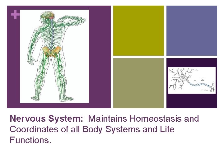 + Nervous System: Maintains Homeostasis and Coordinates of all Body Systems and Life Functions.
