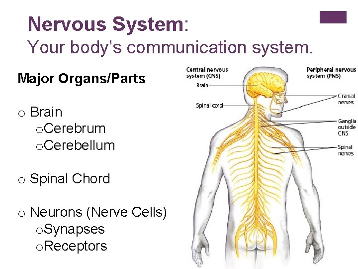 Nervous System: Your body’s communication system. Major Organs/Parts o Brain o. Cerebrum o. Cerebellum