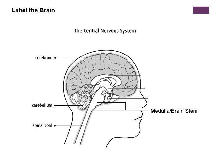 Label the Brain Medulla/Brain Stem 