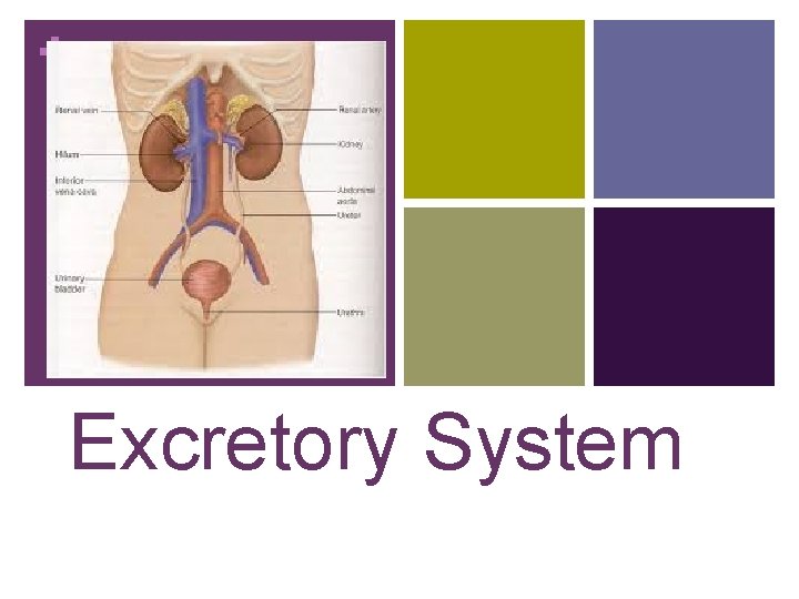 + Excretory System 