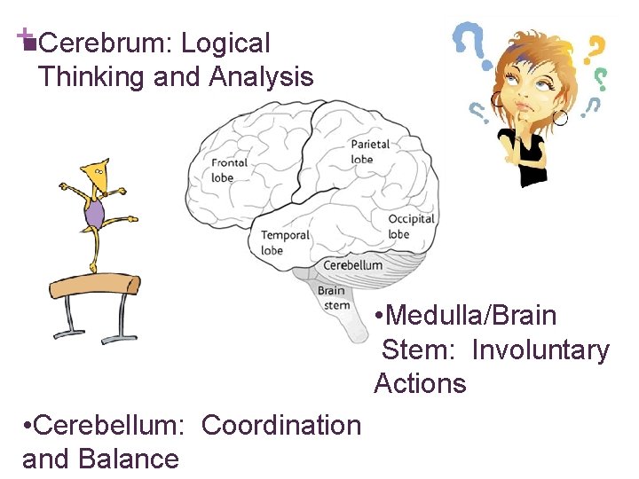 +n. Cerebrum: Logical Thinking and Analysis • Medulla/Brain Stem: Involuntary Actions • Cerebellum: Coordination