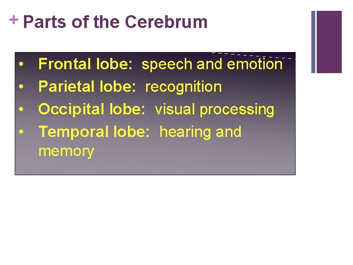 + Parts of the Cerebrum • • Frontal lobe: speech and emotion Parietal lobe: