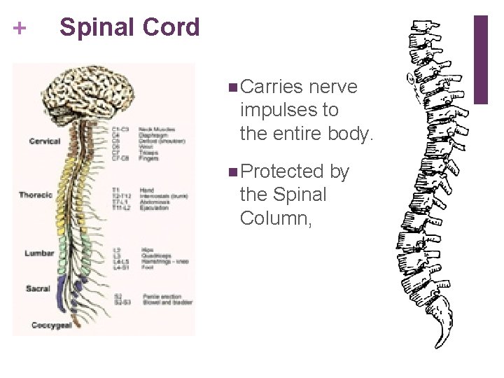 + Spinal Cord n Carries nerve impulses to the entire body. n Protected the