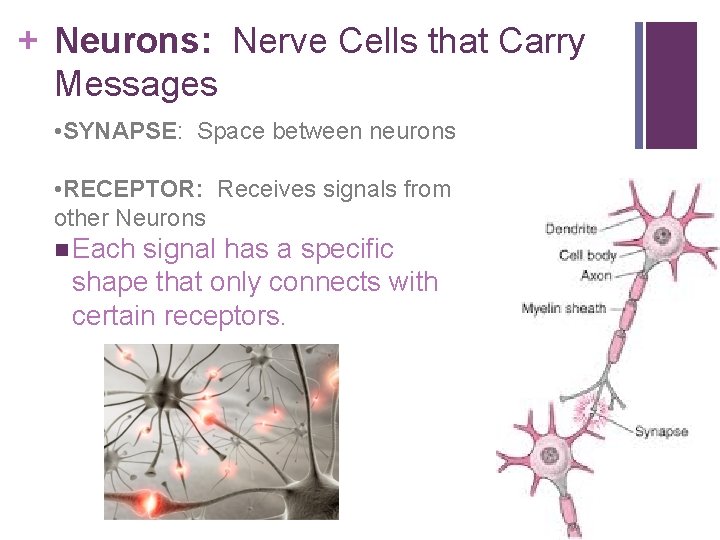 + Neurons: Nerve Cells that Carry Messages • SYNAPSE: Space between neurons • RECEPTOR: