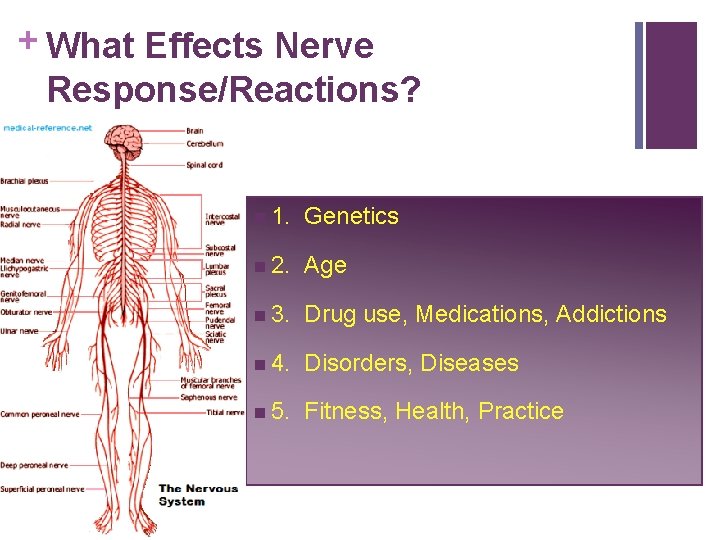 + What Effects Nerve Response/Reactions? n 1. Genetics n 2. Age n 3. Drug