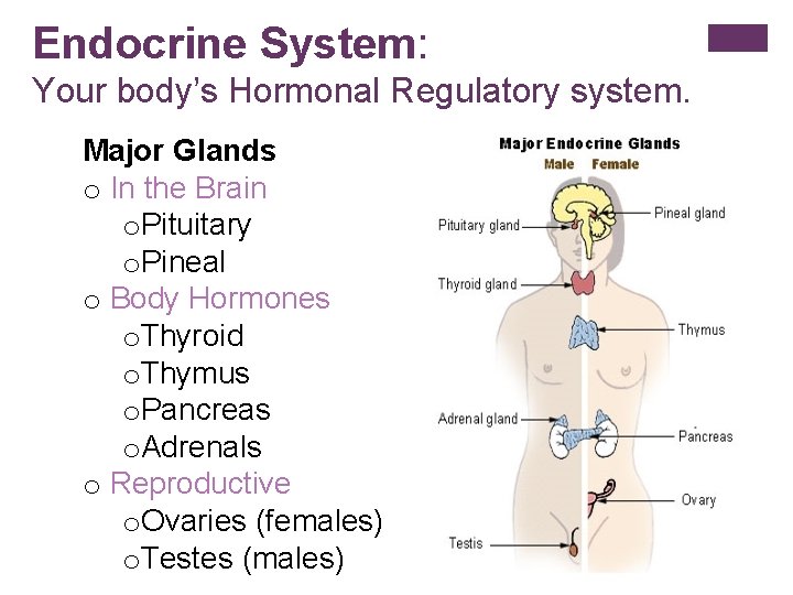Endocrine System: Your body’s Hormonal Regulatory system. Major Glands o In the Brain o.