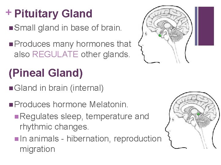 + Pituitary Gland n Small gland in base of brain. n Produces many hormones