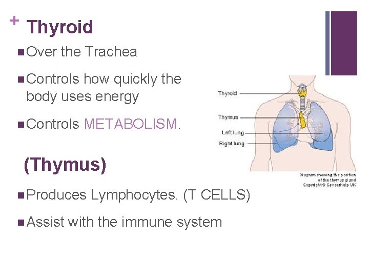 + Thyroid n Over the Trachea n Controls how quickly the body uses energy