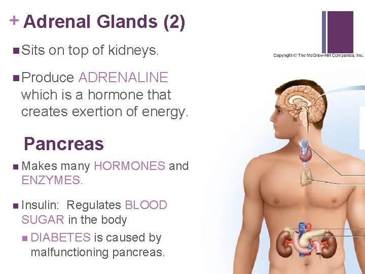 + Adrenal Glands (2) n Sits on top of kidneys. n Produce ADRENALINE which
