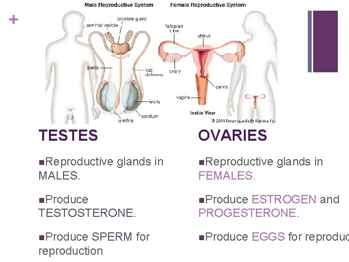 + TESTES n. Reproductive OVARIES glands in n. Reproductive MALES. FEMALES. n. Produce glands