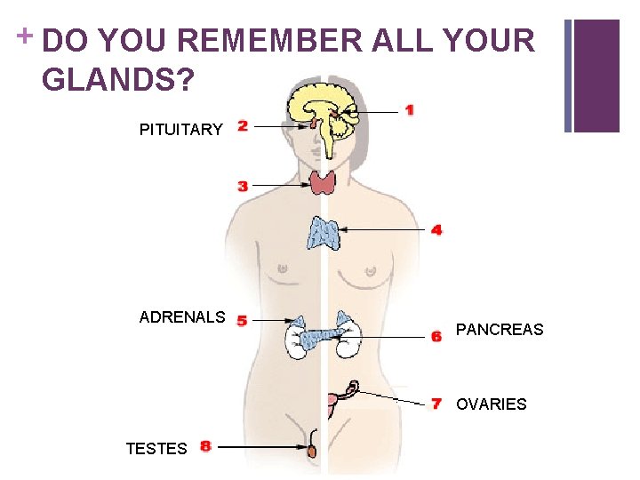 + DO YOU REMEMBER ALL YOUR GLANDS? PITUITARY ADRENALS PANCREAS OVARIES TESTES 