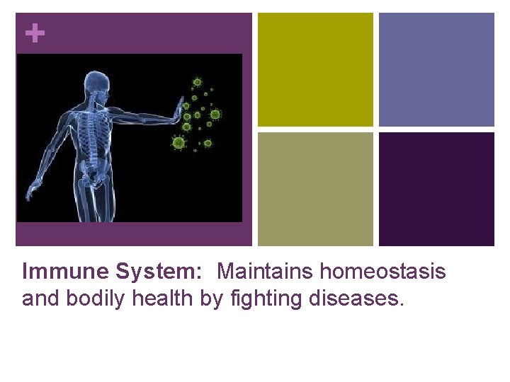+ Immune System: Maintains homeostasis and bodily health by fighting diseases. 