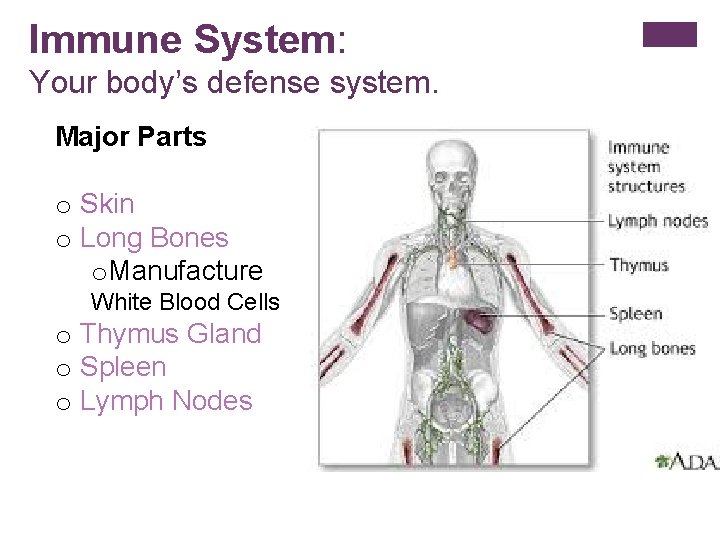Immune System: Your body’s defense system. Major Parts o Skin o Long Bones o.