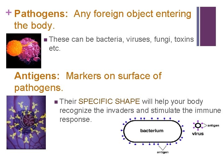 + Pathogens: Any foreign object entering the body. n These can be bacteria, viruses,