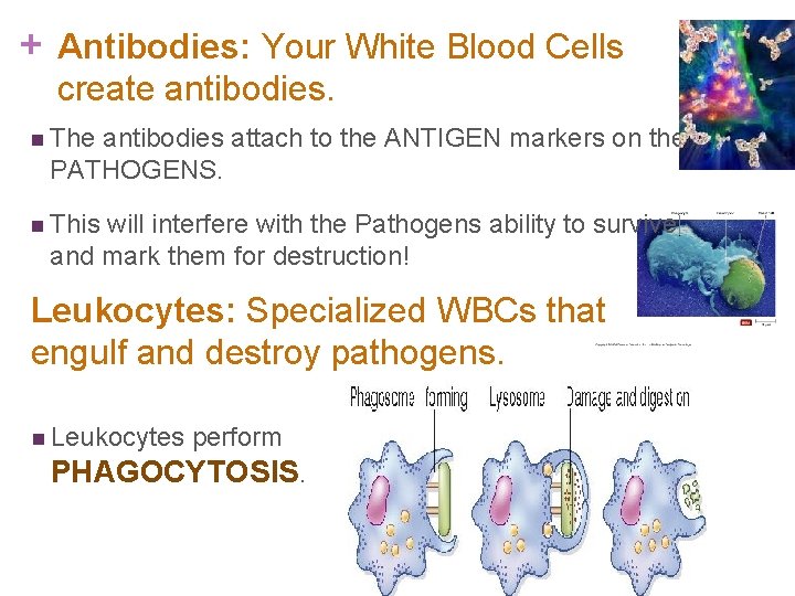 + Antibodies: Your White Blood Cells create antibodies. n The antibodies attach to the