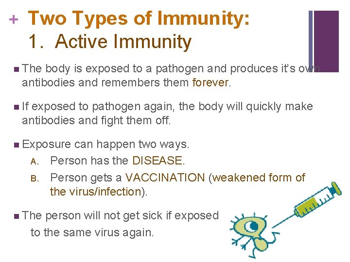 + Two Types of Immunity: 1. Active Immunity n The body is exposed to