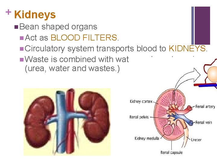 + Kidneys n Bean shaped organs n Act as BLOOD FILTERS. n Circulatory system