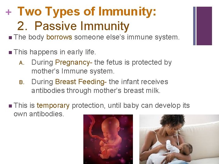 + Two Types of Immunity: 2. Passive Immunity n The body borrows someone else’s