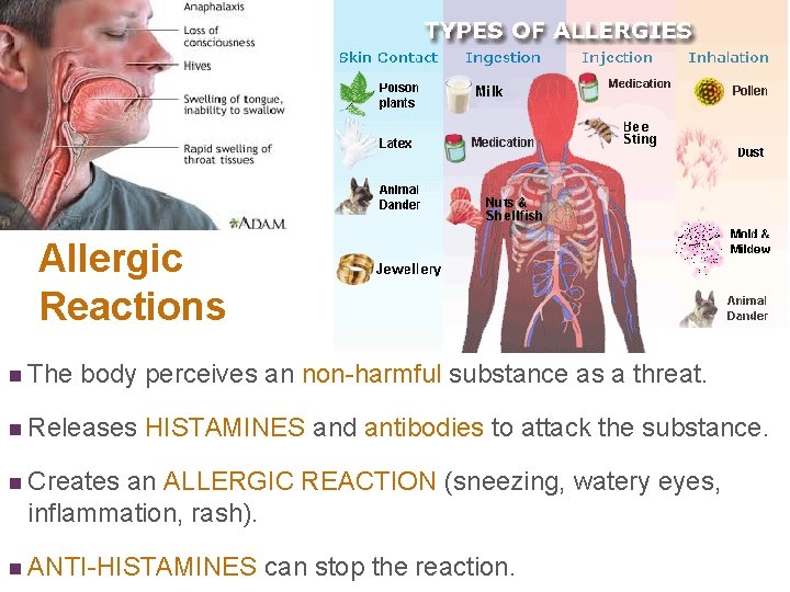 + Allergic Reactions n The body perceives an non-harmful substance as a threat. n