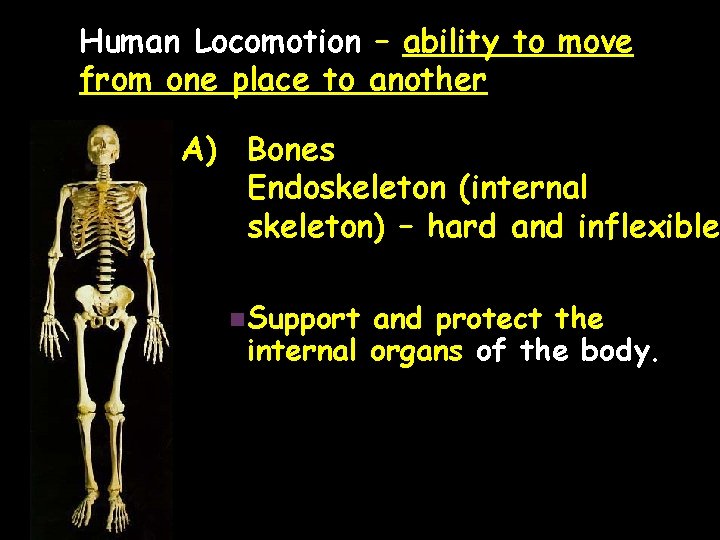 Human Locomotion – ability to move from one place to another A) Bones Endoskeleton
