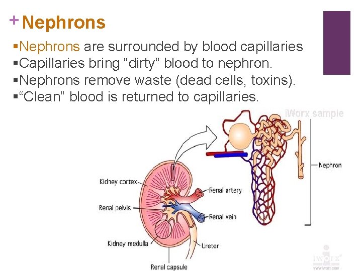 + Nephrons §Nephrons are surrounded by blood capillaries §Capillaries bring “dirty” blood to nephron.