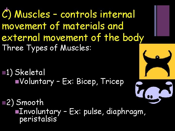 + C) Muscles – controls internal movement of materials and external movement of the