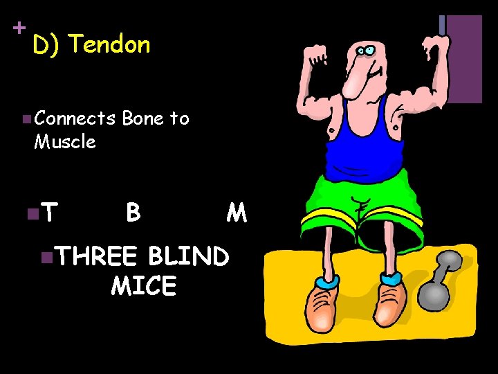 + D) Tendon n Connects Muscle n. T Bone to B n. THREE M
