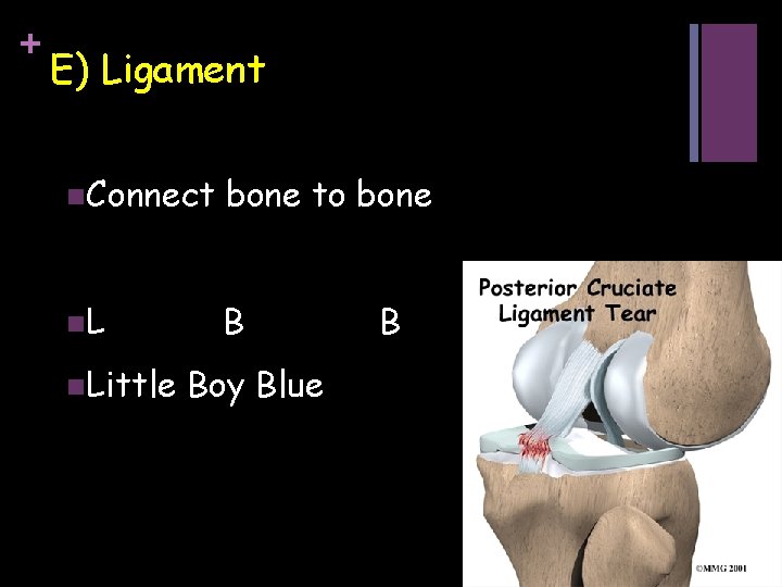 + E) Ligament n. Connect bone to bone n. L B n. Little Boy