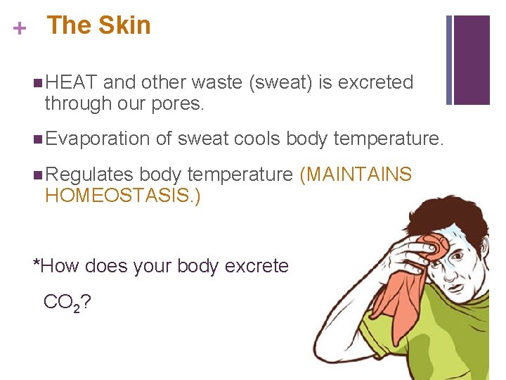 + The Skin n HEAT and other waste (sweat) is excreted through our pores.