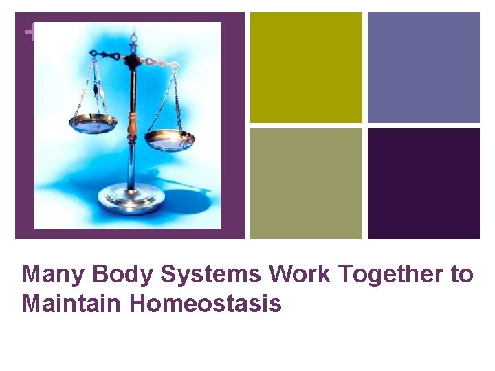 + Many Body Systems Work Together to Maintain Homeostasis 