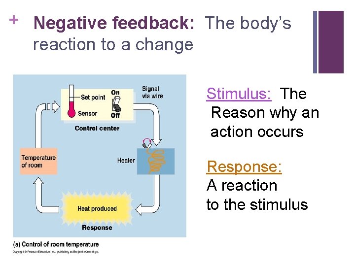 + Negative feedback: The body’s reaction to a change Stimulus: The Reason why an