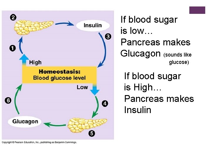 If blood sugar is low… Pancreas makes Glucagon (sounds like glucose) If blood sugar