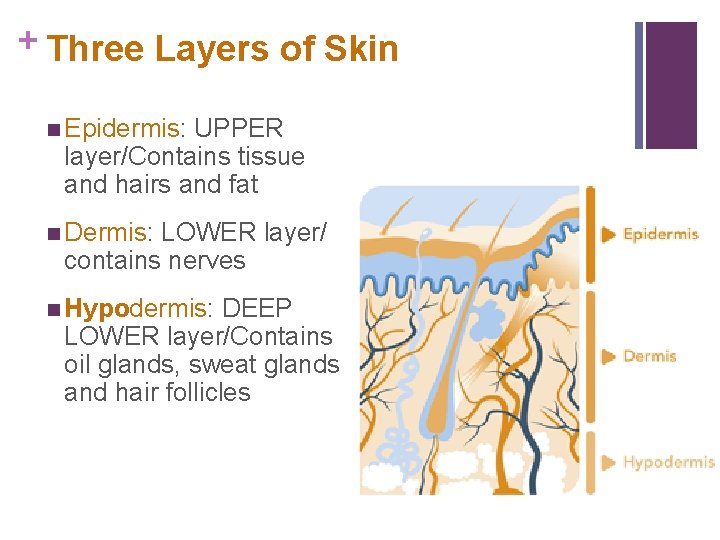 + Three Layers of Skin n Epidermis: UPPER layer/Contains tissue and hairs and fat