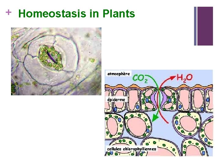+ Homeostasis in Plants 