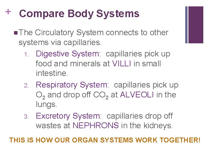 + Compare Body Systems n The Circulatory System connects to other systems via capillaries.