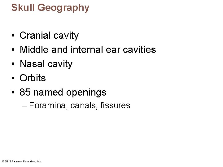Skull Geography • • • Cranial cavity Middle and internal ear cavities Nasal cavity