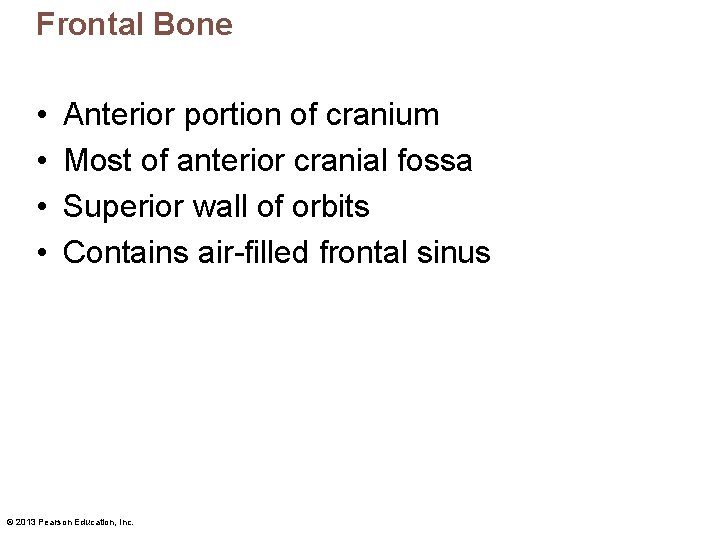 Frontal Bone • • Anterior portion of cranium Most of anterior cranial fossa Superior