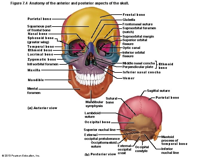 Figure 7. 4 Anatomy of the anterior and posterior aspects of the skull. Frontal