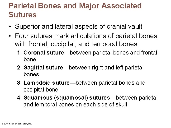 Parietal Bones and Major Associated Sutures • Superior and lateral aspects of cranial vault