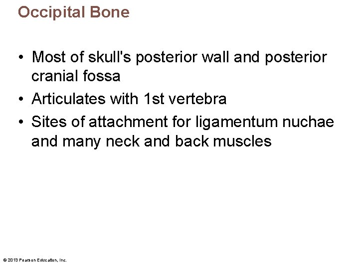 Occipital Bone • Most of skull's posterior wall and posterior cranial fossa • Articulates