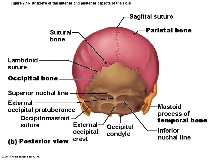 Figure 7. 4 b Anatomy of the anterior and posterior aspects of the skull.